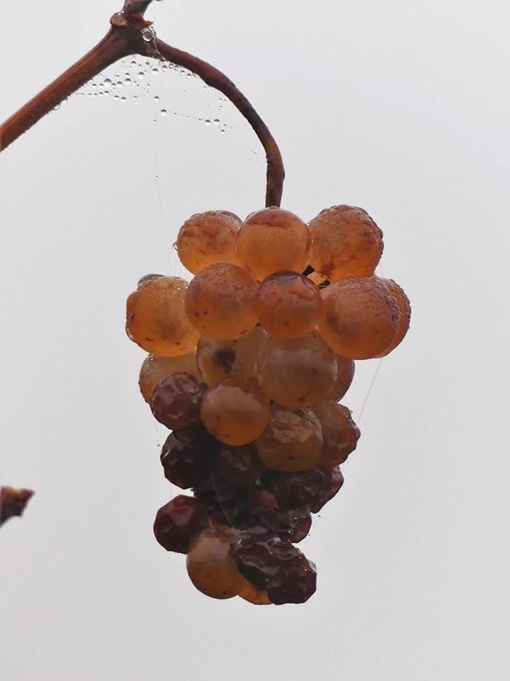 Le Grenier Des Aromes Au Domaine Wittmann Bed & Breakfast มิตแตลแบร์กไฮม์ ภายนอก รูปภาพ